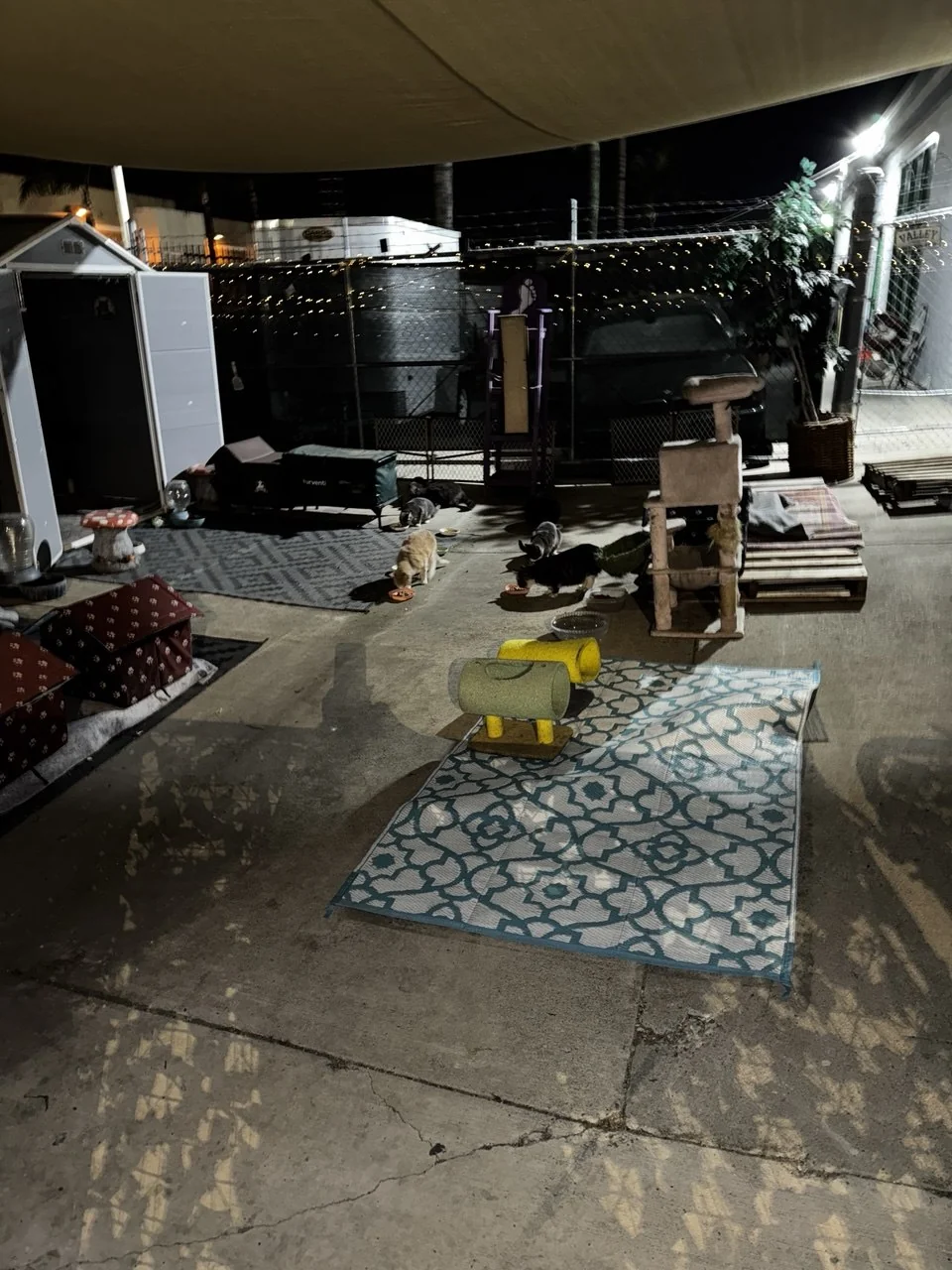 The play tunnel by day — a long arched greenhouse-style structure with cat trees, scratching posts, litter boxes, and patterned rugs on the floor